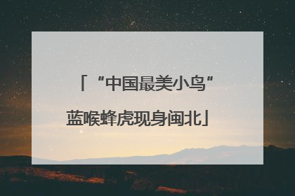 “中国最美小鸟”蓝喉蜂虎现身闽北