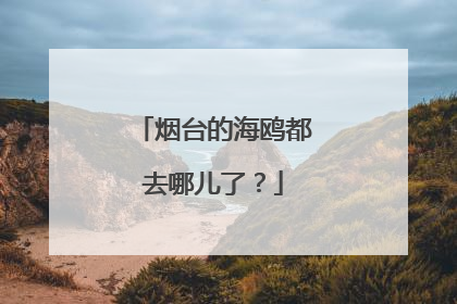 烟台的海鸥都去哪儿了？