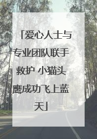 爱心人士与专业团队联手救护 小猫头鹰成功飞上蓝天