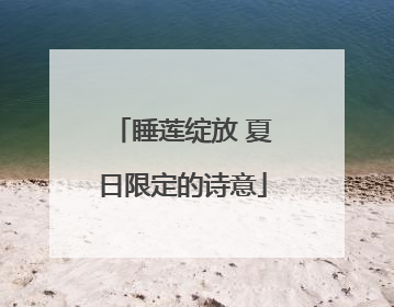 睡莲绽放 夏日限定的诗意