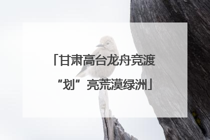 甘肃高台龙舟竞渡“划”亮荒漠绿洲