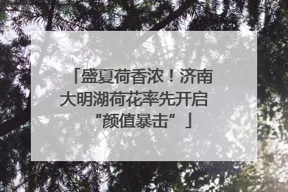 盛夏荷香浓！济南大明湖荷花率先开启“颜值暴击”