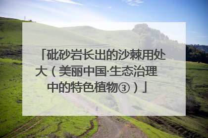 砒砂岩长出的沙棘用处大（美丽中国·生态治理中的特色植物③）