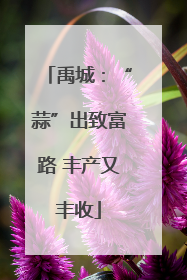 禹城：“蒜”出致富路 丰产又丰收