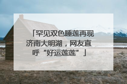 罕见双色睡莲再现济南大明湖，网友直呼“好运莲莲”