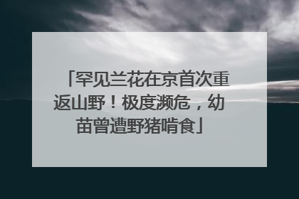 罕见兰花在京首次重返山野！极度濒危，幼苗曾遭野猪啃食
