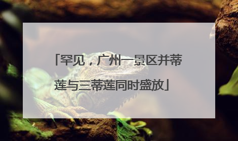 罕见，广州一景区并蒂莲与三蒂莲同时盛放