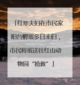 红隼夫妇在市民家阳台孵蛋多日未归，市民将蛋送往红山动物园“抢救”
