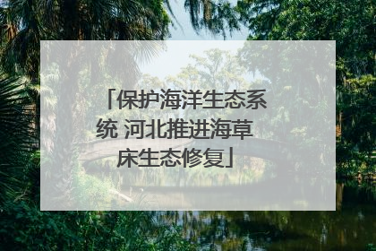 保护海洋生态系统 河北推进海草床生态修复