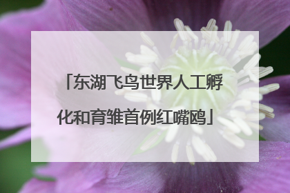东湖飞鸟世界人工孵化和育雏首例红嘴鸥