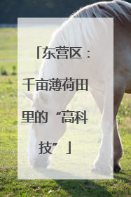 东营区：千亩薄荷田里的“高科技”