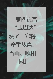 京西贡杏“玉巴达”熟了！它将牵手故宫、香山、颐和园