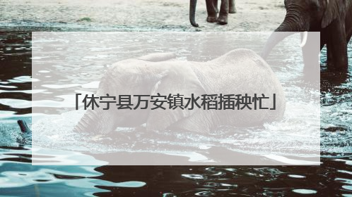 休宁县万安镇水稻插秧忙