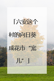 六安这个村的向日葵成花市“宠儿”