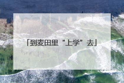 到麦田里“上学”去