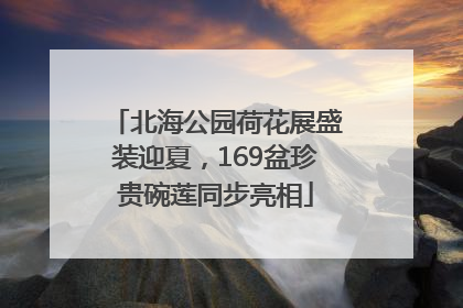 北海公园荷花展盛装迎夏，169盆珍贵碗莲同步亮相