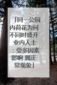 同一公园内荷花为何不同时盛开 业内人士：受多因素影响 属正常现象