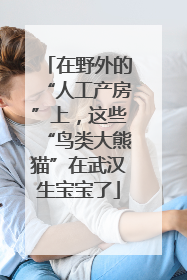 在野外的“人工产房”上，这些“鸟类大熊猫”在武汉生宝宝了