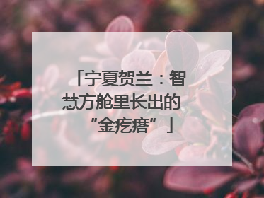 宁夏贺兰：智慧方舱里长出的“金疙瘩”