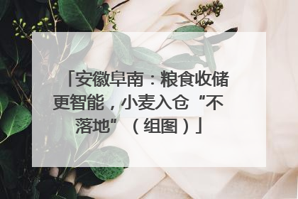 安徽阜南：粮食收储更智能，小麦入仓“不落地”（组图）