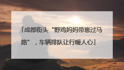 成都街头“野鸡妈妈带崽过马路”，车辆排队让行暖人心
