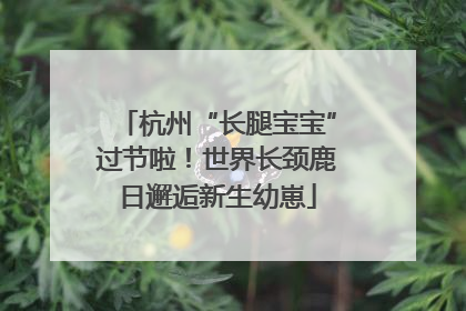 杭州“长腿宝宝”过节啦！世界长颈鹿日邂逅新生幼崽