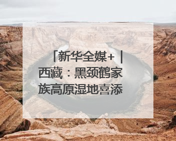 新华全媒+｜西藏：黑颈鹤家族高原湿地喜添“萌宝”