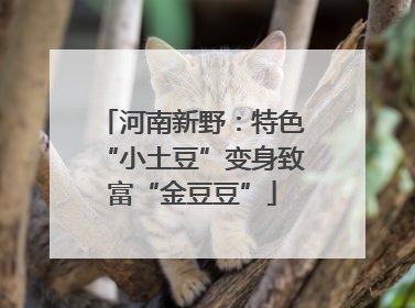 河南新野：特色“小土豆”变身致富“金豆豆”