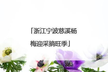 浙江宁波慈溪杨梅迎采摘旺季
