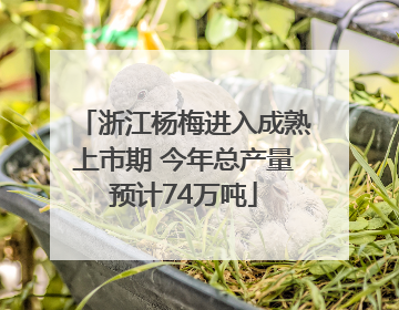 浙江杨梅进入成熟上市期 今年总产量预计74万吨