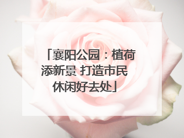 襄阳公园：植荷添新景 打造市民休闲好去处