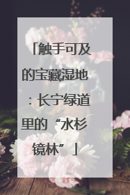 触手可及的宝藏湿地：长宁绿道里的“水杉镜林”