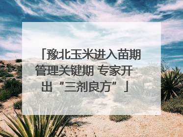 豫北玉米进入苗期管理关键期 专家开出“三剂良方”