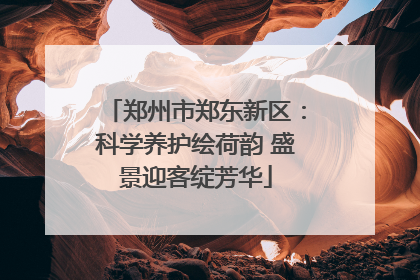 郑州市郑东新区：科学养护绘荷韵 盛景迎客绽芳华