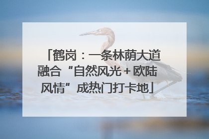 鹤岗：一条林荫大道融合“自然风光＋欧陆风情”成热门打卡地