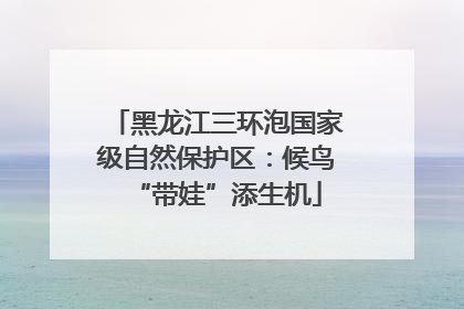 黑龙江三环泡国家级自然保护区：候鸟“带娃”添生机
