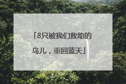 8只被我们救助的鸟儿，重回蓝天
